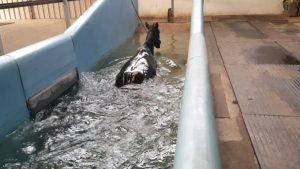 Hydrotherapie equine calvados